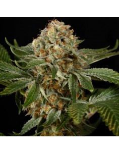 OG kush