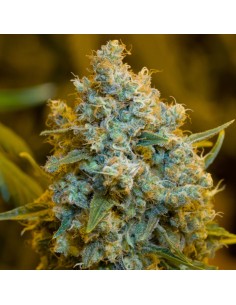 Critical Jack