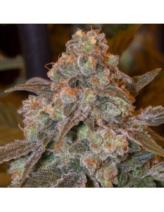 Gorilla Frost