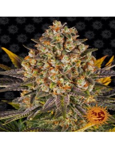 Banana Punch