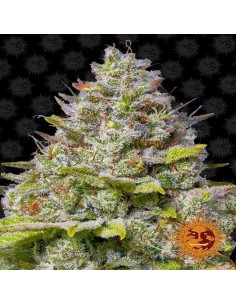 Blue Gelato 41