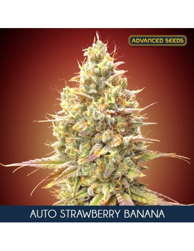 Auto Strawberry Banana