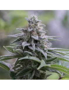 Zkittlez 2.0