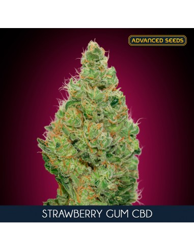 Strawberry Gum CBD