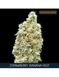Strawberry Banana Fast