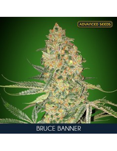 Bruce Banner