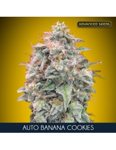Auto Banana Cookies