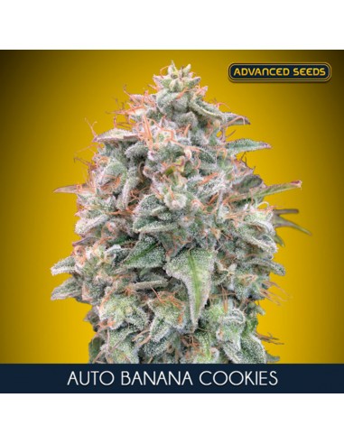 Auto Banana Cookies