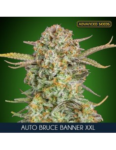 Auto Bruce Banner XXL