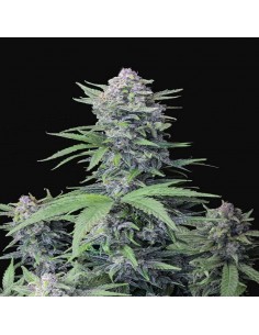 Tropicana Cookies Auto