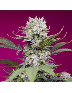 Auto Sweet Mandarine...