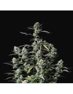Gorilla Zkittlez Auto
