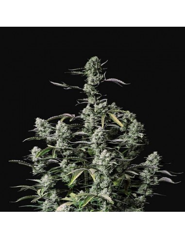 Gorilla Zkittlez Auto