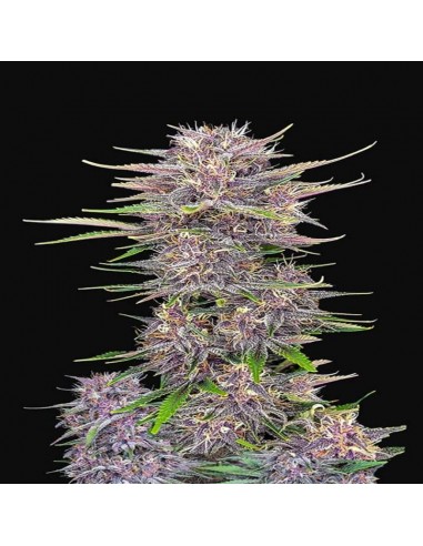 Banana Purple Punch Auto