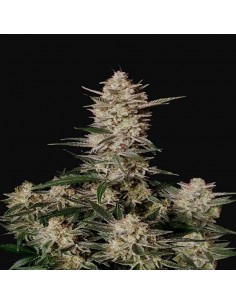 Strawberry Gorilla Auto