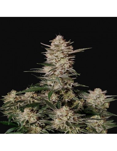 Strawberry Gorilla Auto