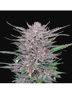 Gorilla Punch Auto