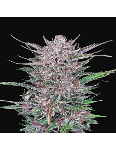 Gorilla Punch Auto