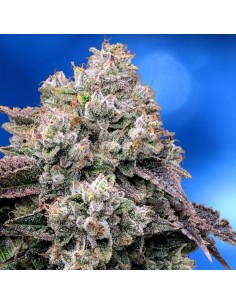 Strawberry Banana Fast
