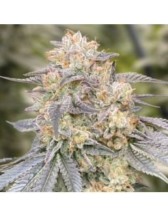 Gorilla Zkittlez Fast