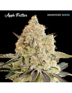 Apple Fritter