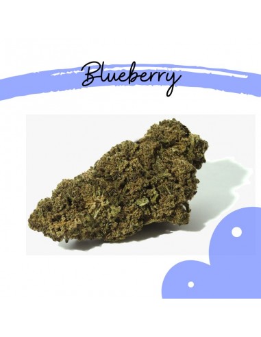 Blueberry CBD
