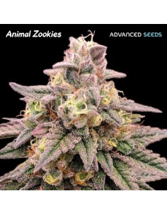 Animal Zookies