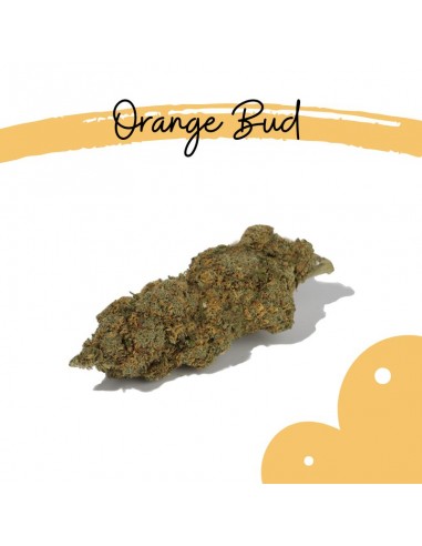Orange Bud CBD