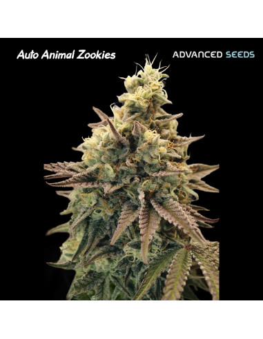 Auto Animal Zookies
