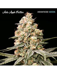 Auto Apple Fritter