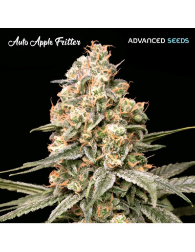 Auto Apple Fritter