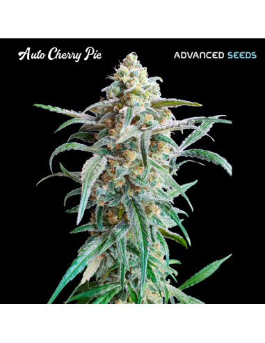 Auto Cherry Pie