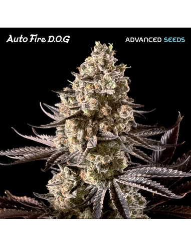 Auto Fire Dog