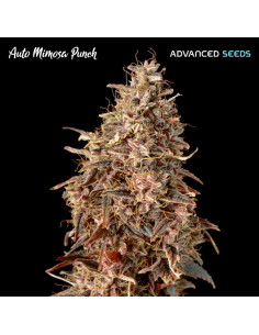 Auto Mimosa Punch