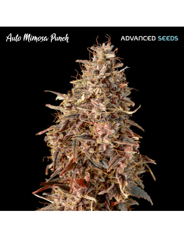 Auto Mimosa Punch