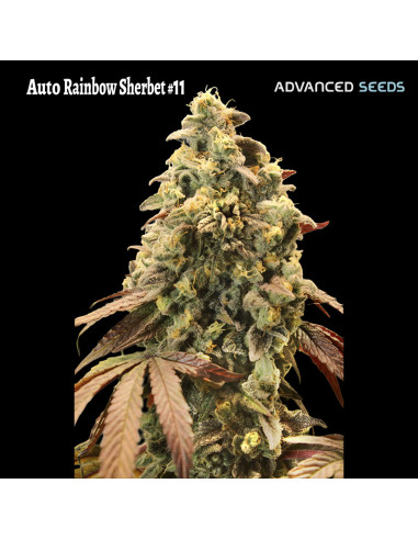 Auto Rainbow Sherbet