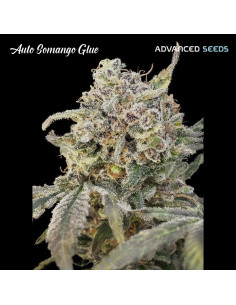 Auto Somango Glue