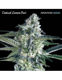 Critical Lemon Fast