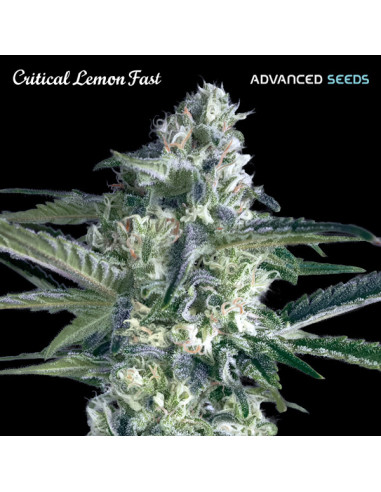 Critical Lemon Fast