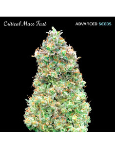 Critical Mass Fast