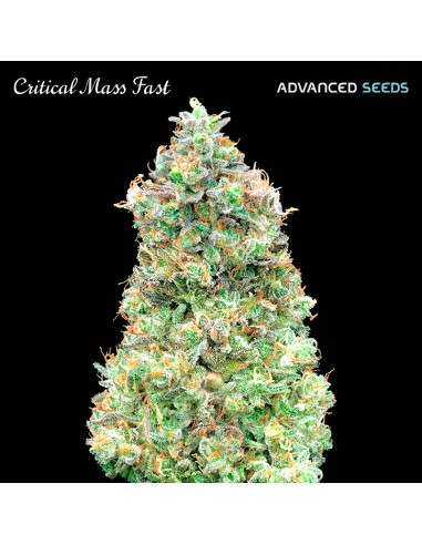 Critical Mass Fast