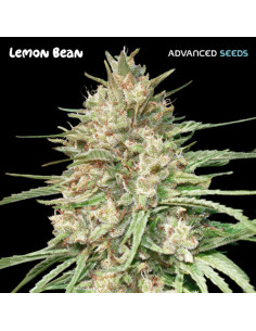 Lemon Bean