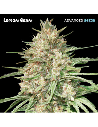 Lemon Bean