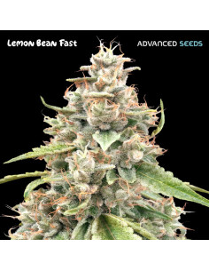 Lemon Bean Fast