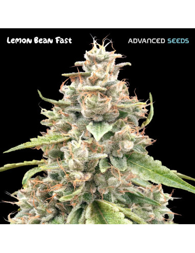 Lemon Bean Fast