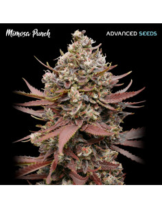 Mimosa Punch