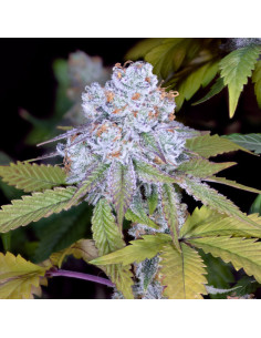 DosiDos Sherbert