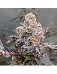 Original Sunset Sherbert
