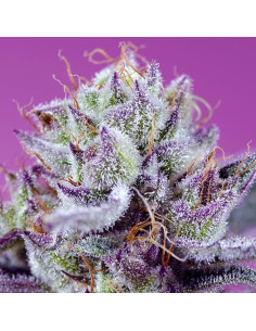 Auto Diablo's Delight XL