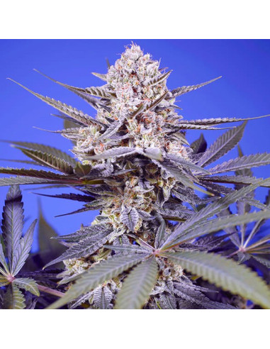 Pineapple Slush XL Auto